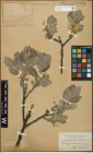 Foto von Salix glandulifera Flod. x Salix lanata L.